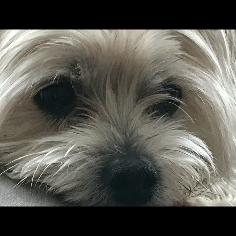 Meet your Posher, Lucy